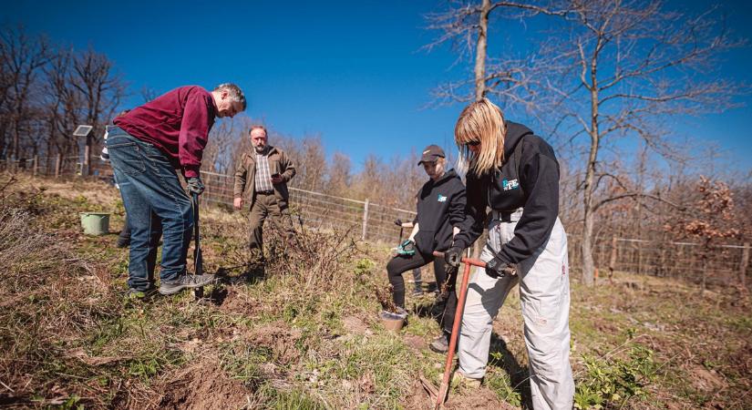 400 tölgyfát ültettek Pécsen az erdők világnapján
