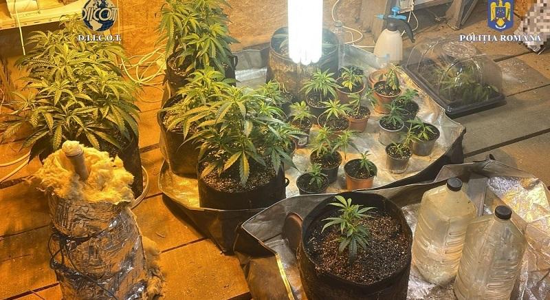 Kannabisz-ültetvényre bukkantak Kolozs megyében