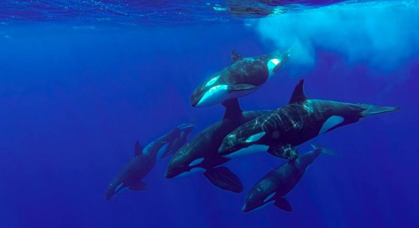 Brutális bandát alkotnak a bálnagyilkos orkák