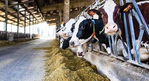 Az USDA globális tejipari piacelemzése 2024-re