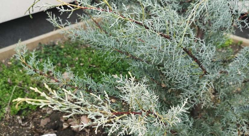 Elszáradnak az arizónai ciprus egyes ágai – megmenthető még a növény?
