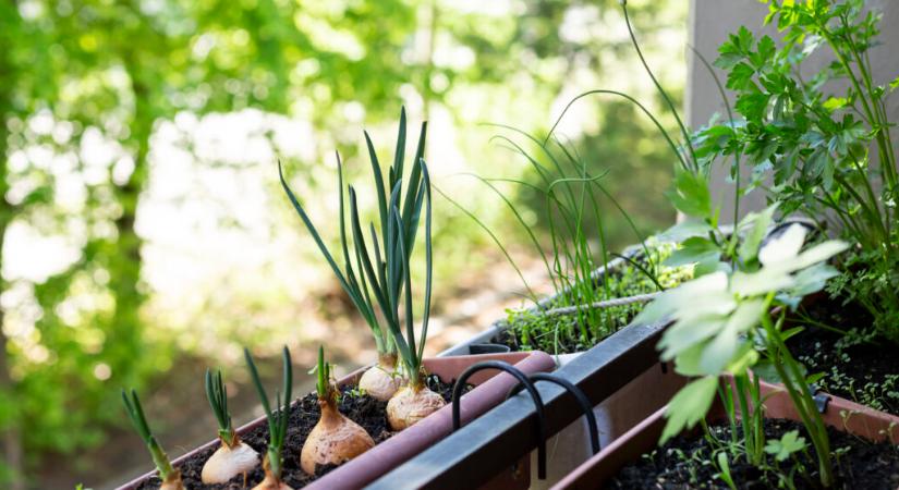 Idén ezzel az 5 konyhakerti finomsággal próbálkozz, ha az erkélyeden szeretnél kertészkedni