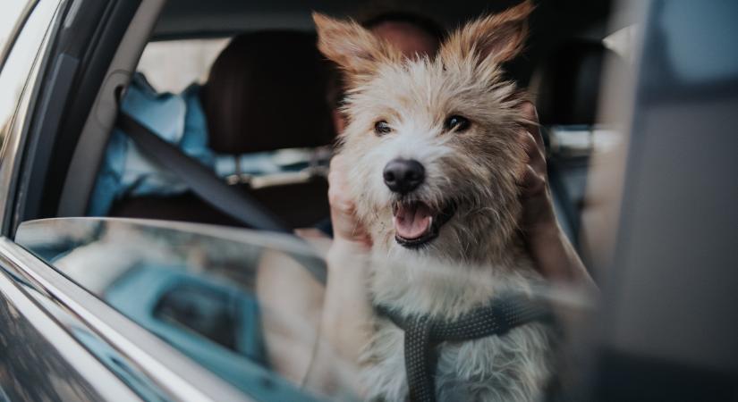 Valójában ezért szeretnek kidugott fejjel autózni a kutyák – és emiatt tilos nekik!