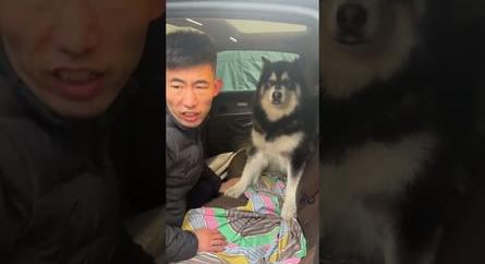 Egy kutya, akinél senki nem szeret jobban autóban ülni