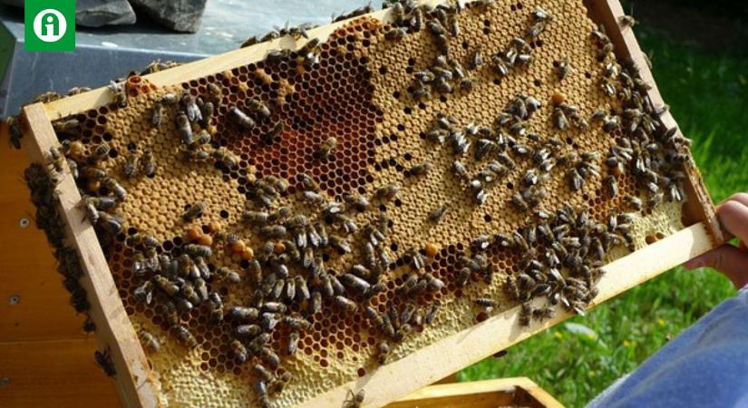 Algákkal a méheket pusztító vírusok ellen? Kutatók szerint igen!