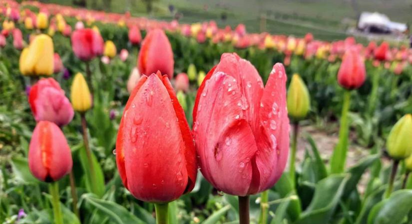 Tulipánszüret 2024 – Tulipánok tízezrei számítanak rád idén is!