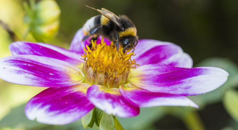 Hiába a korai tavasz, éhesek a méhek