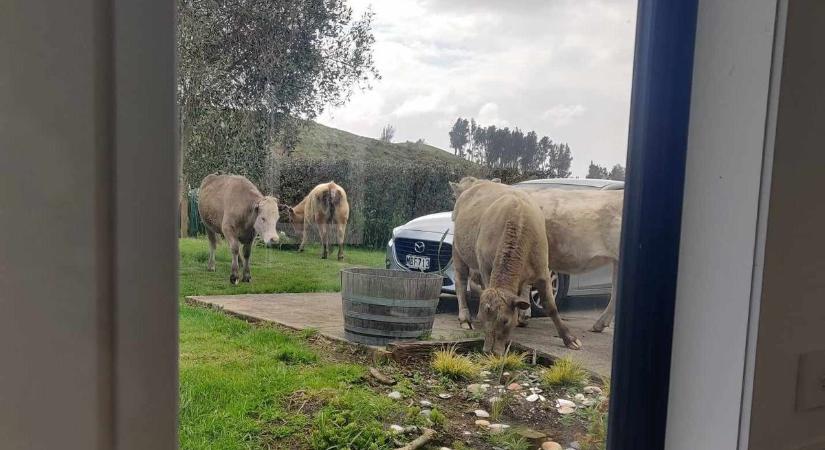 Új-Zélandon a tehén a fűkasza