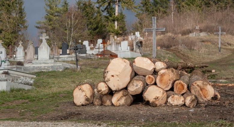 Fákat vágtak ki a temető rendezésének részeként, több lakó is felháborodott emiatt