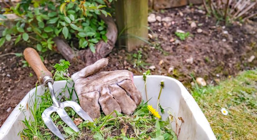 Ez az 5 módszer a világon a legjobb a gyomok kiirtására a kertünkben