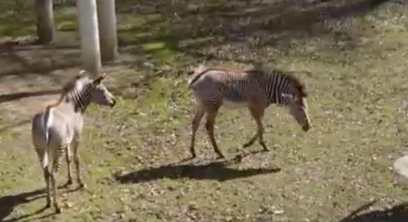 Ritka zebracsikókat kaptak lencsevégre Nyíregyházán