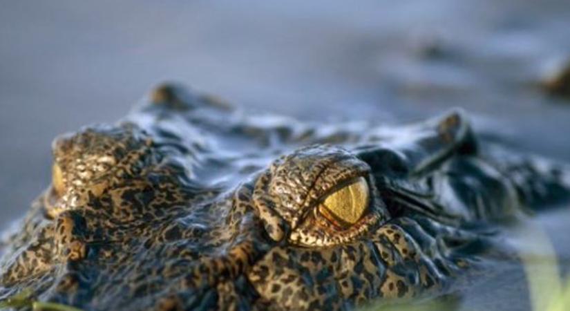 Krokodil sétált be egy ausztrál benzinkútra - videó