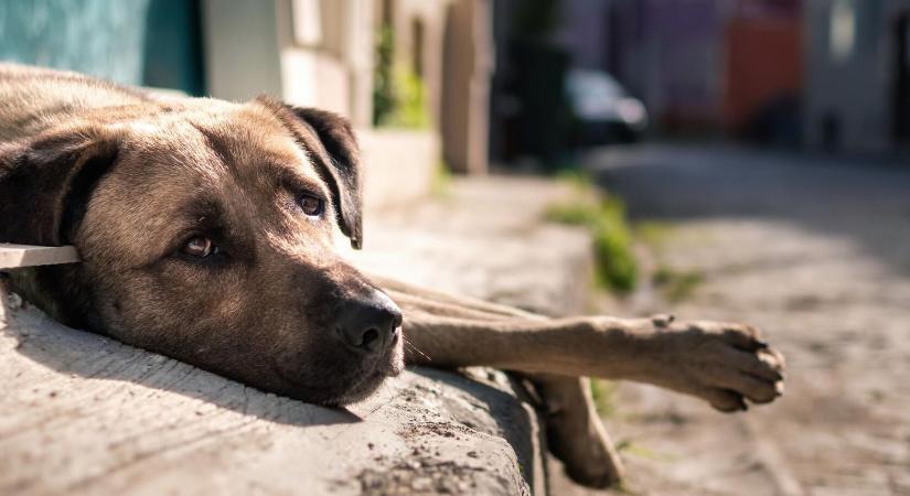 A Sajóba dobta a zsákba kötött kutyát – ítélet született