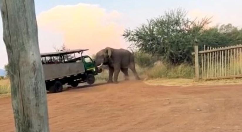 Dühös elefánt támadt egy turistabuszra Afrikában - videó