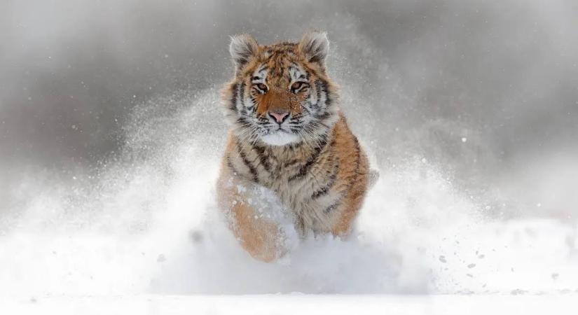 Végveszélyben van a szibériai tigris