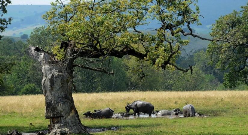 Egyedülálló érték Európában: az erdélyi fás legelők