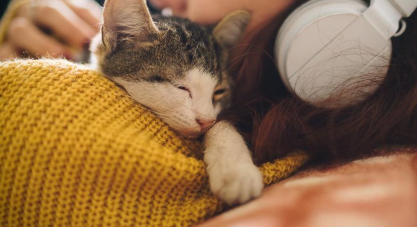 6 pozitív hatás, amiért érdemes macskát tartani