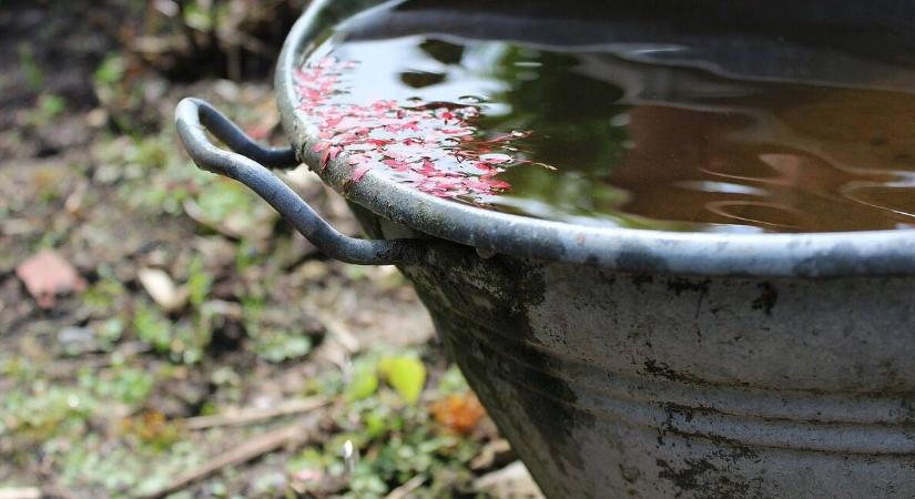 Miért jó az esővízzel történő öntözés a növényeknek?