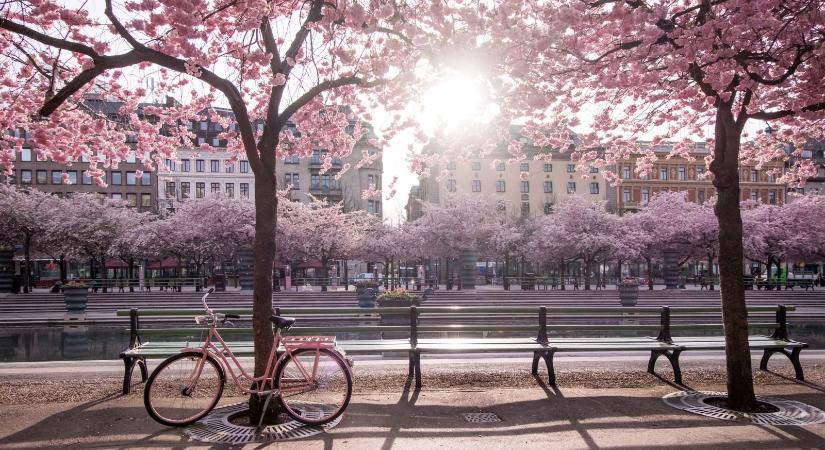 Felejtsd el Japánt! Ezekbe az európai városokba utazz a cseresznyefa virágzás idején