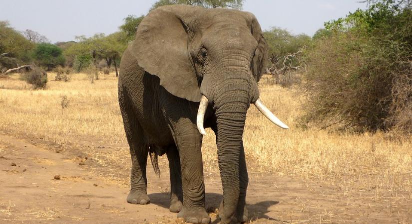 Dühös elefántbika támadt a turistabuszra – VIDEÓ