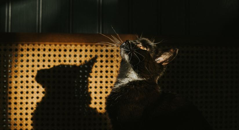Videón a cica, akinek megmozdult az árnyéka