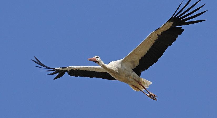 Napi cukiság: már a fészkek körül szorgoskodnak a fehér gólyák a Dél-Alföldön