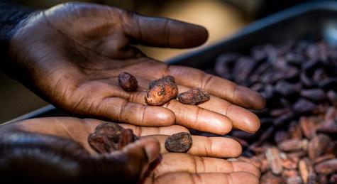 Összeomlóban a világ csokiipara: az árak elszállása csak a legkisebb probléma