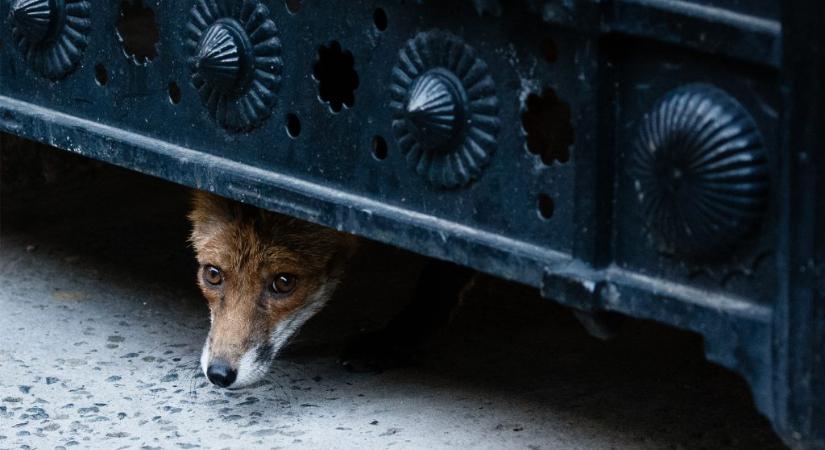 Egyre szelídebbek a budapesti rókák, de szelfizni nem ajánlott velük