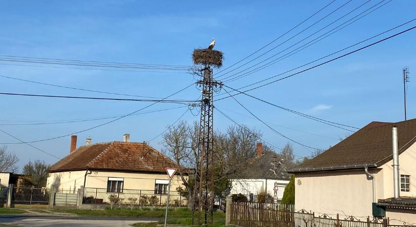 Bekerítették a gólyák a lakosokat Fehérvárcsurgón