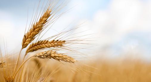 Agrárpiaci árak alakulása magyarországon: gabona és ipari növények árai