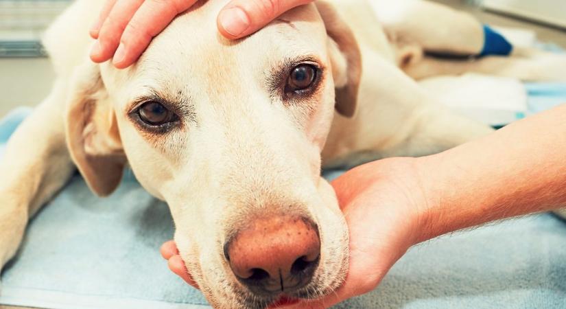 Ezek a kutyafajták a leghajlamosabbak a rákra