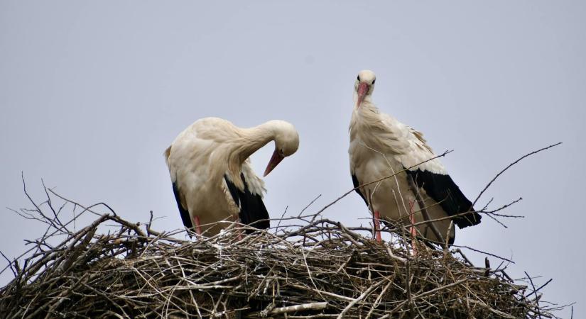 Megérkeztek a gólyák a debreceni Nagysándor-telepre