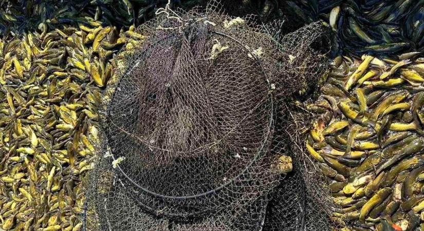 Rengeteg törpeharcsát kihalásztak az Alcsiszigeti Holt-Tiszától