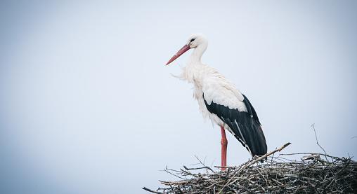 A fehér gólyák visszatérnek a Körös-Maros Nemzeti Park területére