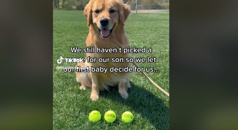 A kutyát bízták meg a szülők, hogy nevet adjon a babájuknak