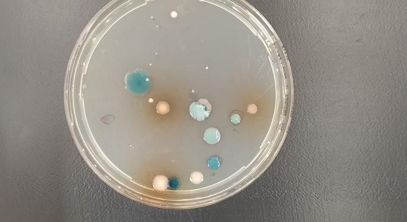 Antibiotikum-rezisztens baktériumok környezeti előfordulását vizsgálják a MATE kutató