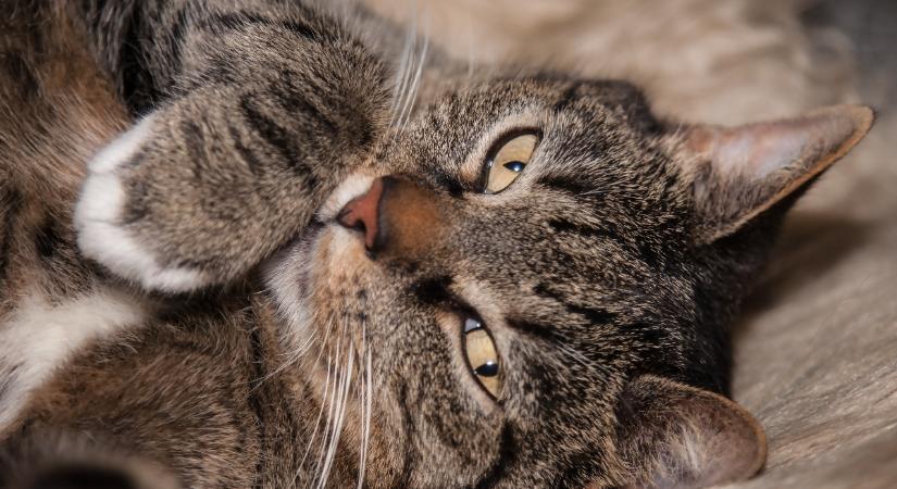 Szenzációs oka van a macskák függőleges pupillájának