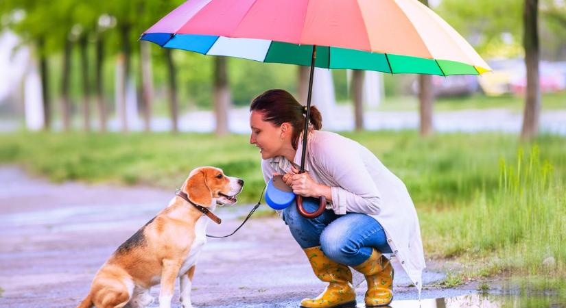 Veszélyes lehet a kutyának a séta az esőben – tragédia is lehet, ha nem figyelünk