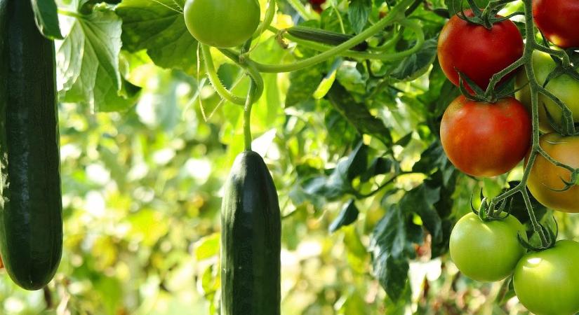 Útmutató a gluténmentes kert megteremtéséhez