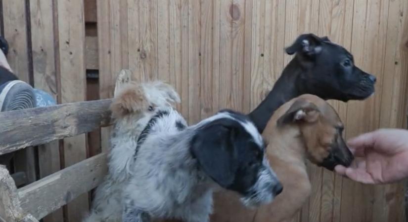 Kutyák miatt vehetik el egy nyíregyházi anya 4 gyerekét (videó)