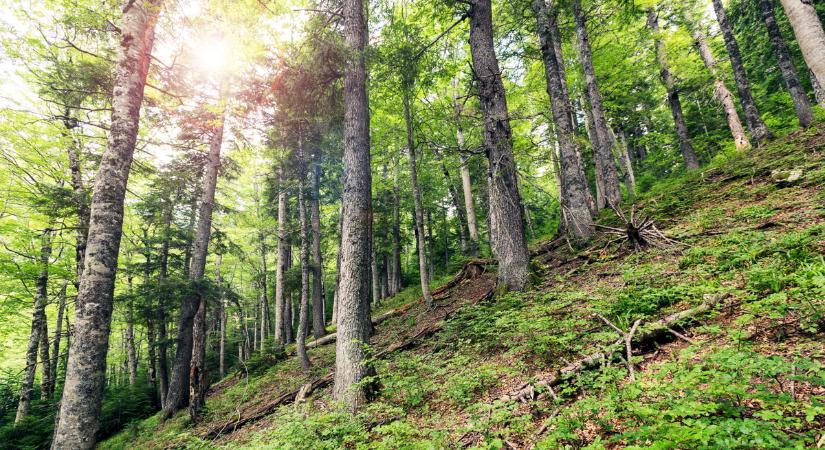 A 20 ezer éves Perućica egyike az utolsó őserdőknek