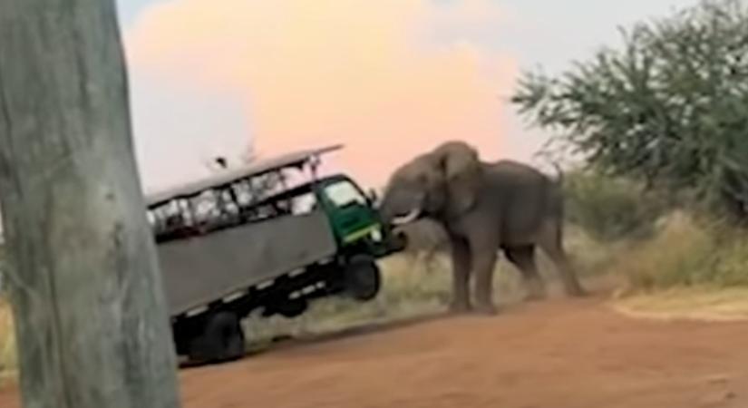 Halálközeli élmény: elefánt esett neki a turisták autójának