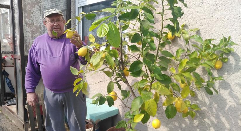 Bőven hoz termést az ajkai citromfa