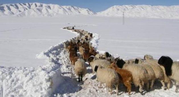 Mongóliában csaknem ötmillió állat pusztult el a kemény tél miatt