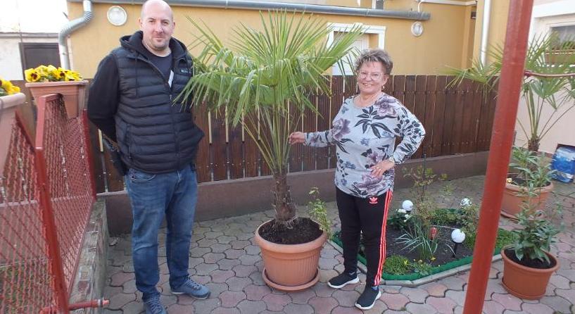 Megvannak a haramiák, akik Kunszentmártonban elloptak egy pálmát