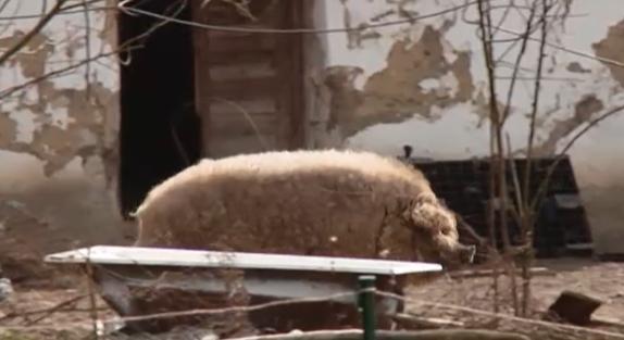 Disznóterror Debrecen-Bánkon: szabadon kolbászoló állatoktól rettegnek a helyiek – videó