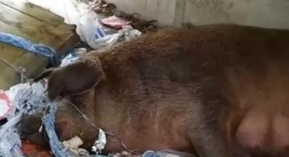 Disznófrász Debrecen-Bánkon: fel-alá kóborolnak az állatok, gazdájuk a „szabad állattartás” híve
