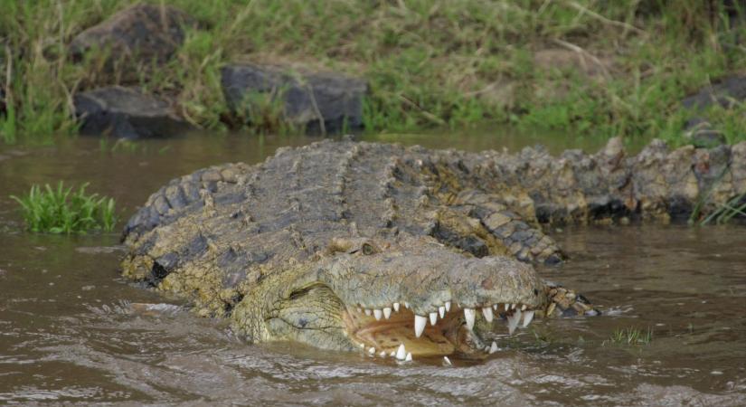 Így menekült meg a krokodiloktól a hihetetlenül okos kutya (videó)