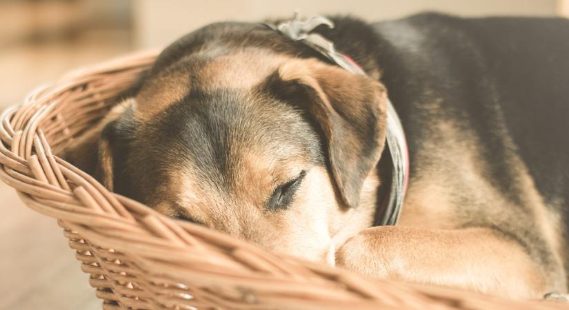 Kutyával az ágyban pihentetőbb az alvás?