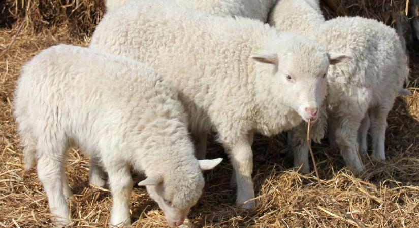 Ősi húsvéti jelkép a bárány